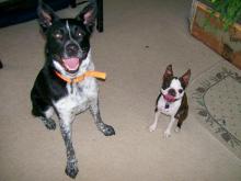 Banjo and Gidget