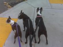 Gidget, Gibson, and Lola